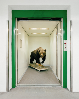 Illustration for article titled When they're off duty, these natural history museum exhibits find themselves in strange and hilarious positions
